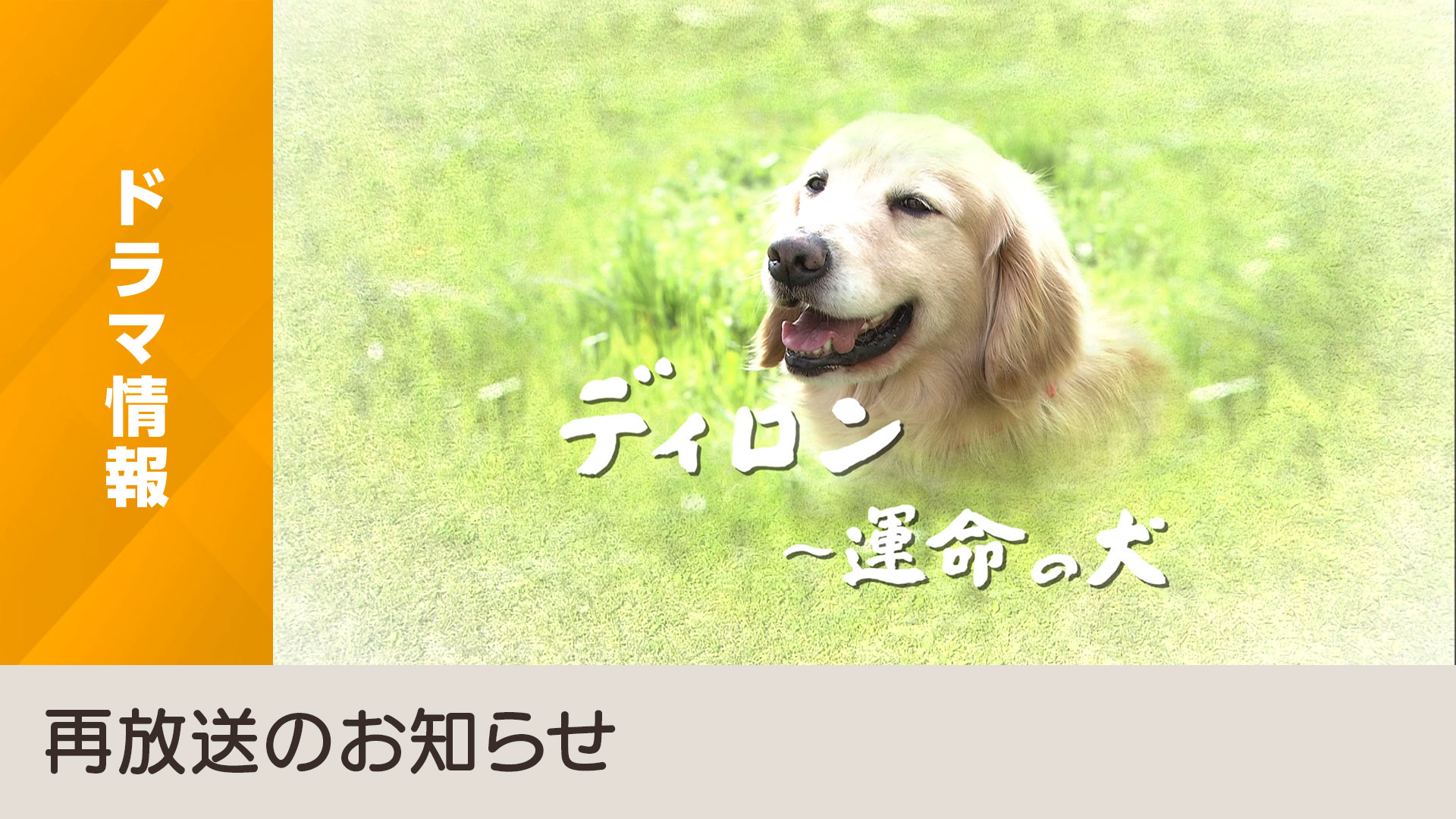 ディロン～運命の犬」心がちょっと疲れた時は、ディロンに会いに来ませ