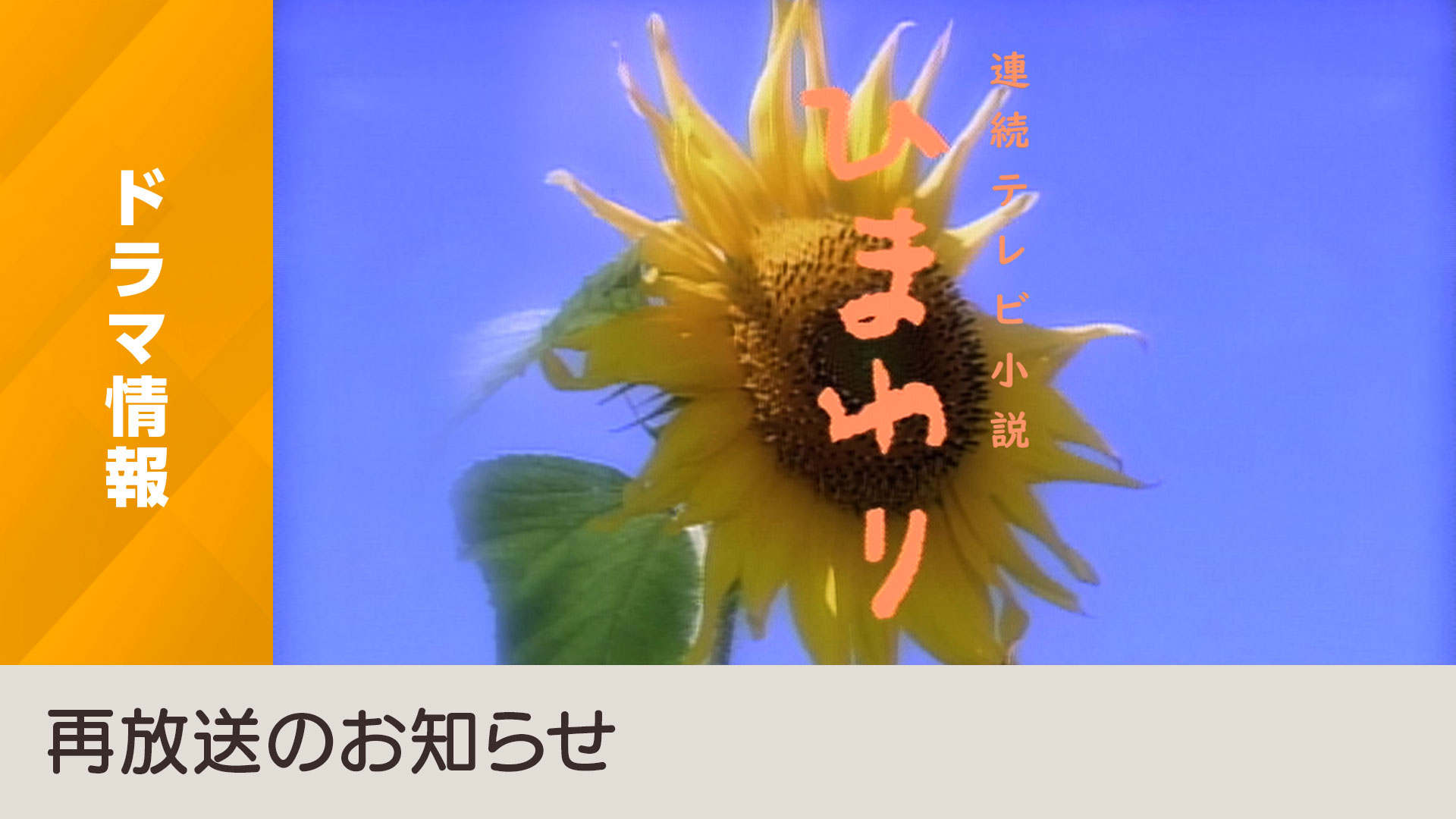 連続テレビ小説「ひまわり」放送予定日のお知らせ - NHK